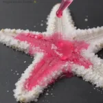 How to Make Rainbow Salt Painting Jellyfish 20 how to make rainbow salt painting jellyfish 2026 08 06 173839 1